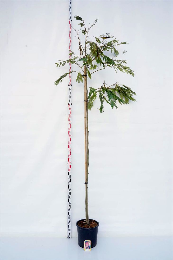 Albizia julibrissin &