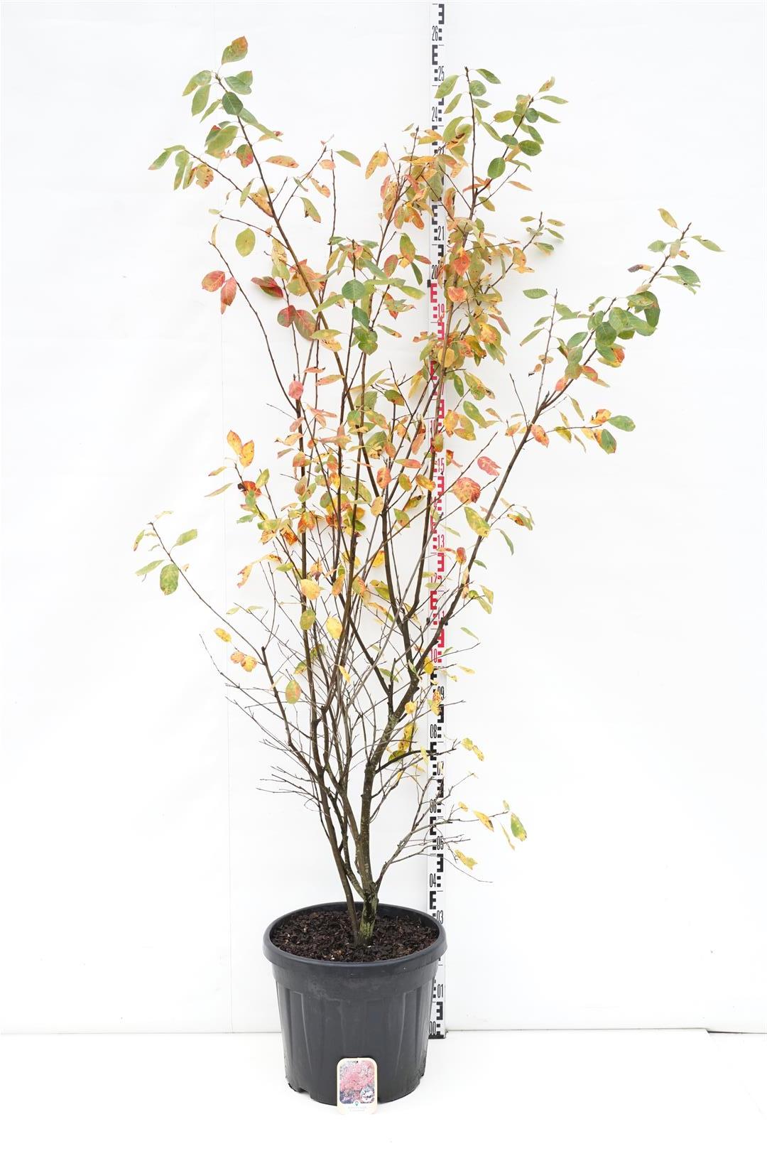 Häggmispel lamarckii - C45 175-200 CM