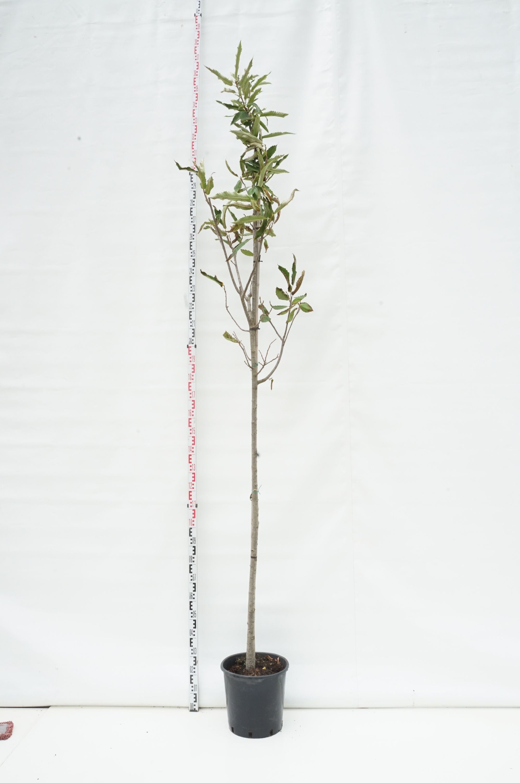 Äkta kastanj sativa - 8-10CM STANDARD C25