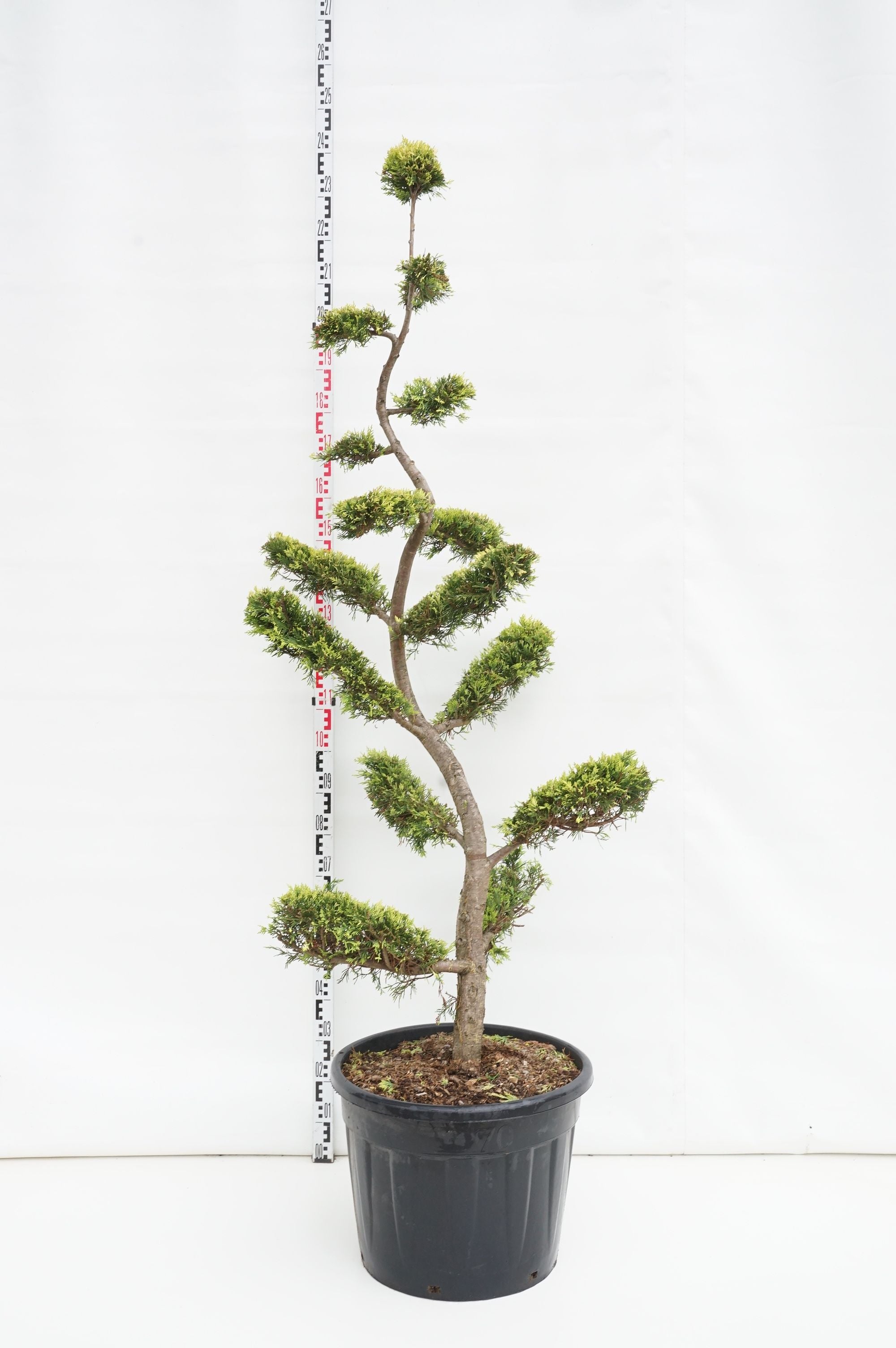 Leylandcypress l. &