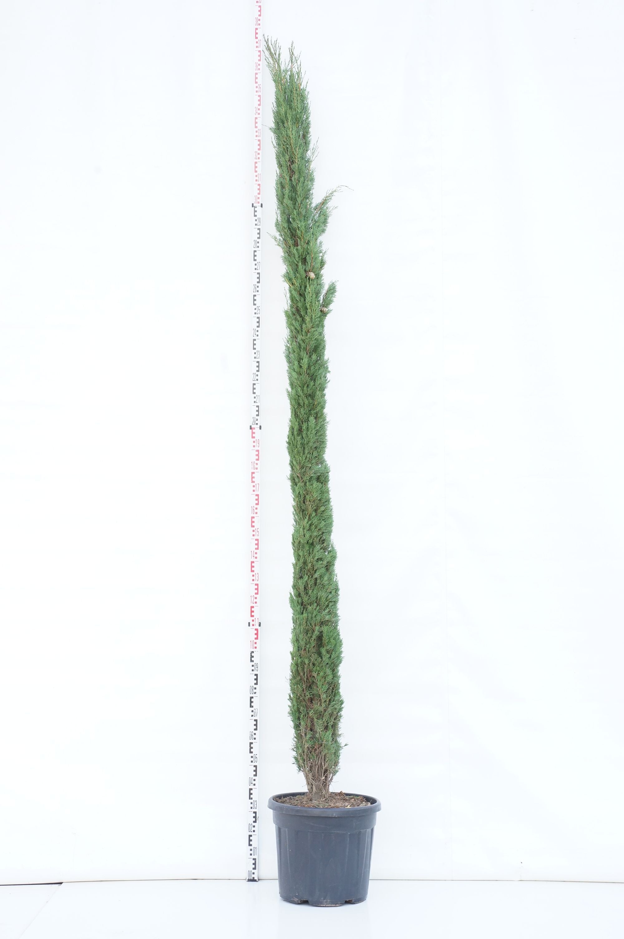 Cypress semp. &