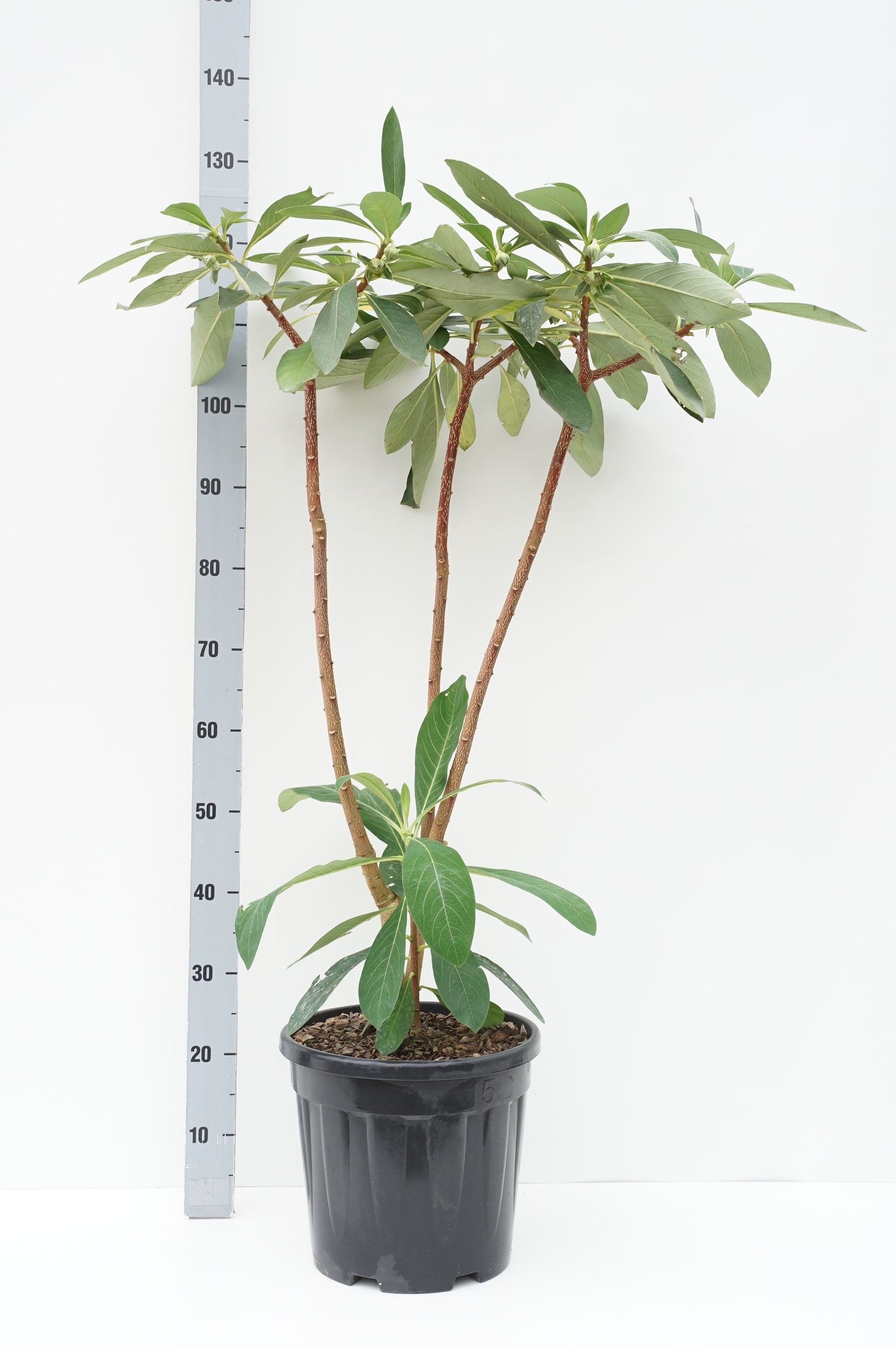 Pappersbuske chrysantha - C10 80-100 CM