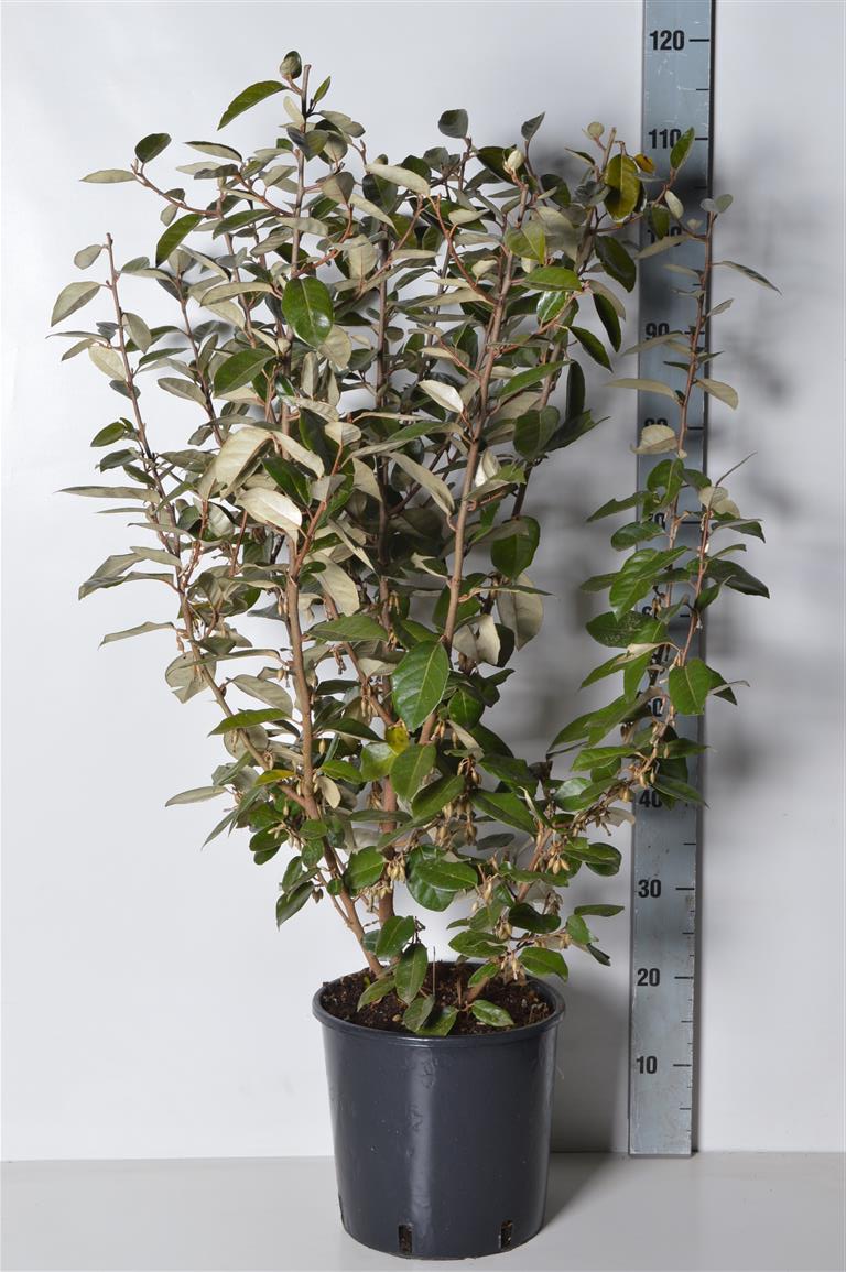Elaeagnus ebb. &