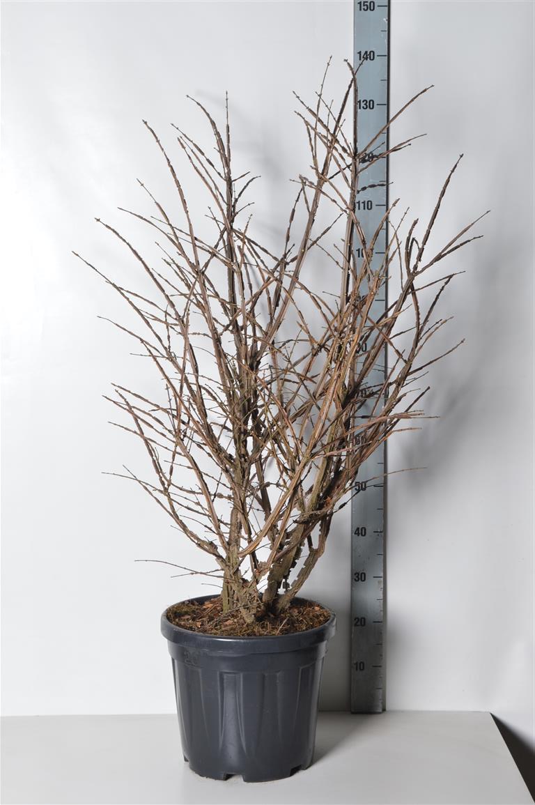 Euonymus alatus 80-100 cm rotklump