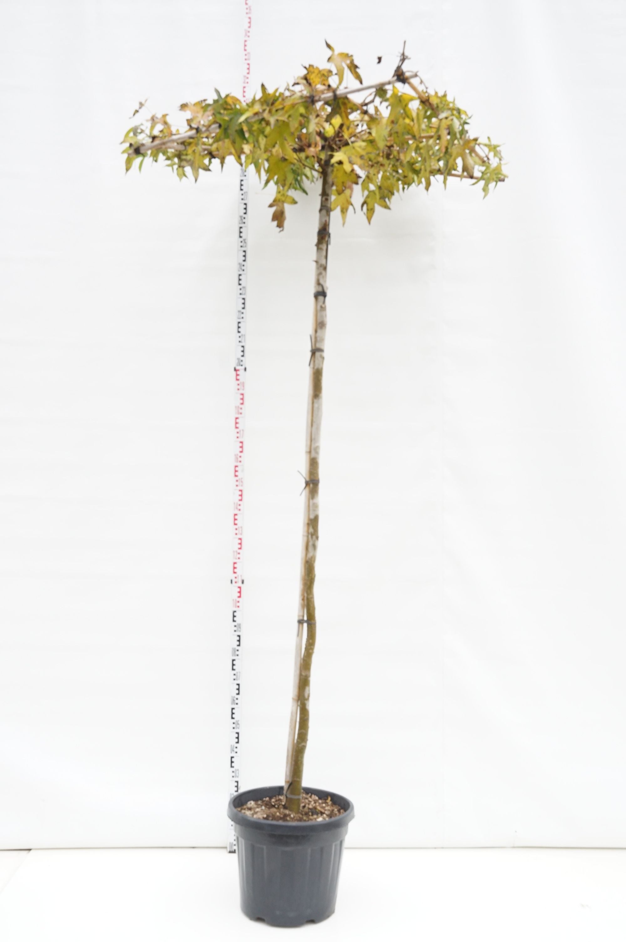 Liquidambar styraciflua (Takform) stam 240 cm, 16-18 cm, C70 (70 liters kruka)