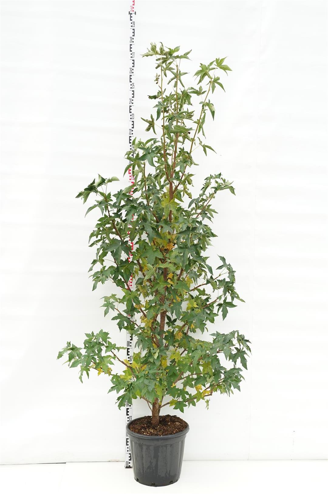 Amerikansk ambra styraciflua - C30 200-250 CM MULTISTEM