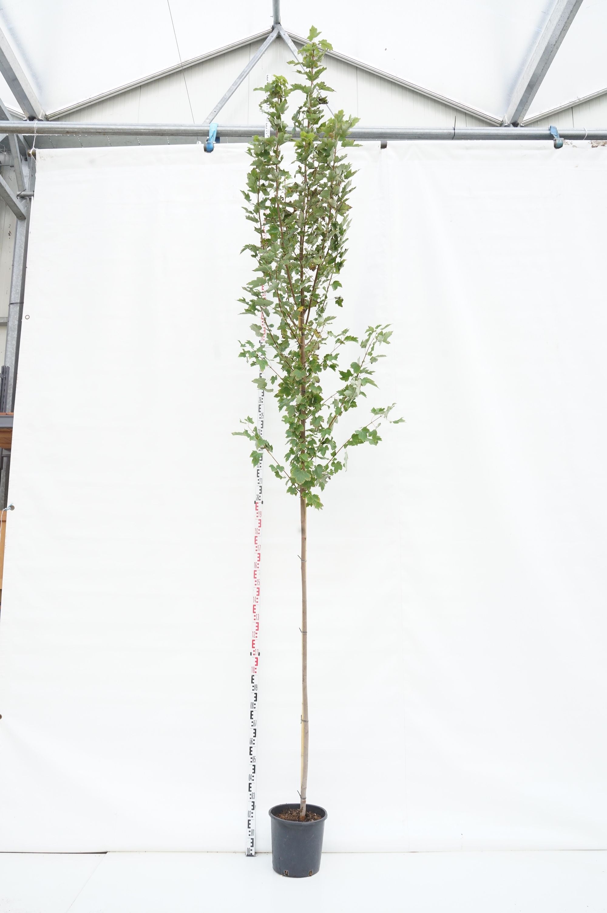 Amerikansk ambra styraciflua - C55 300-350 CM FEAT