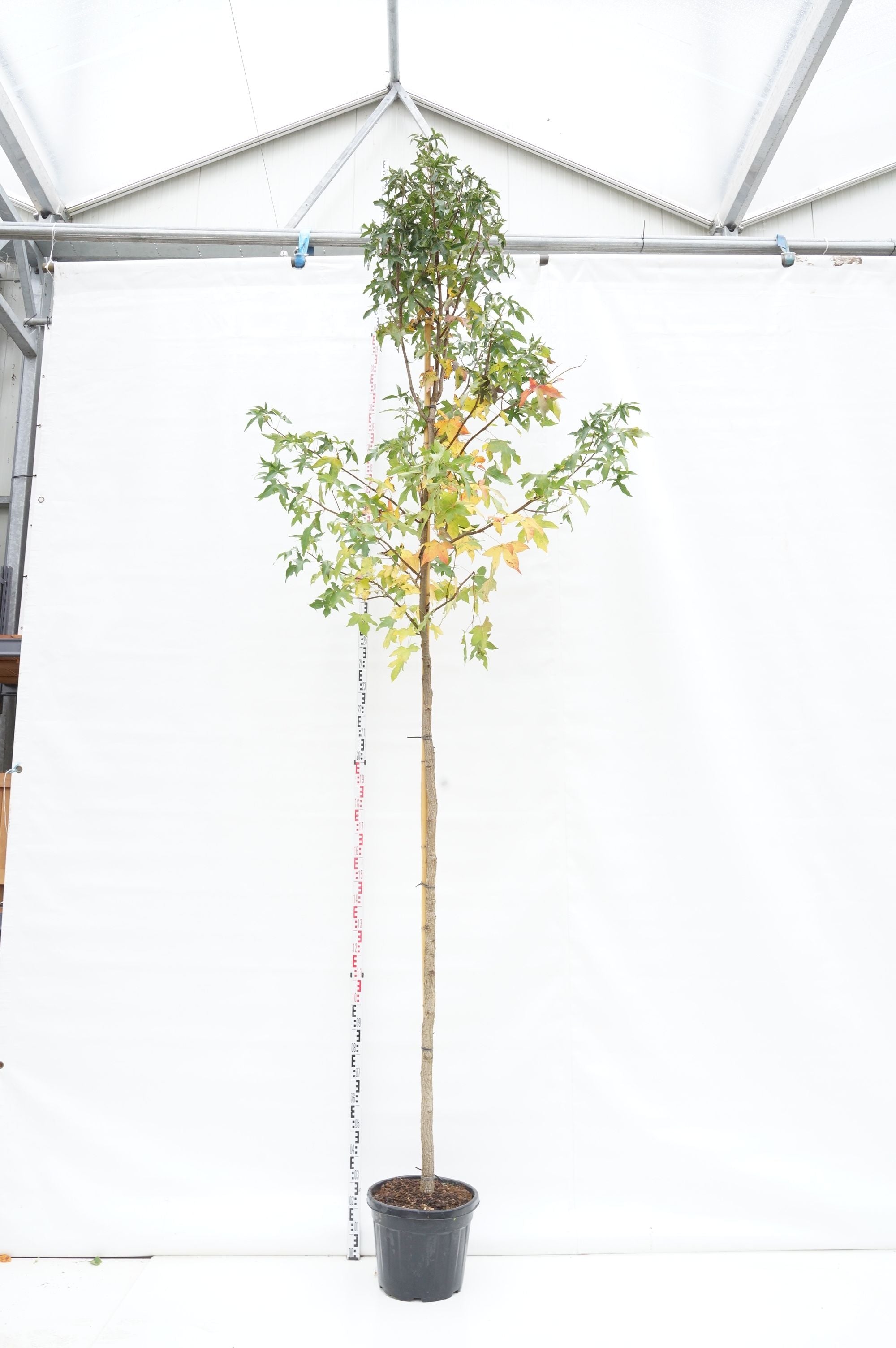 Amerikansk ambra styraciflua - 10-12CM STAND C30