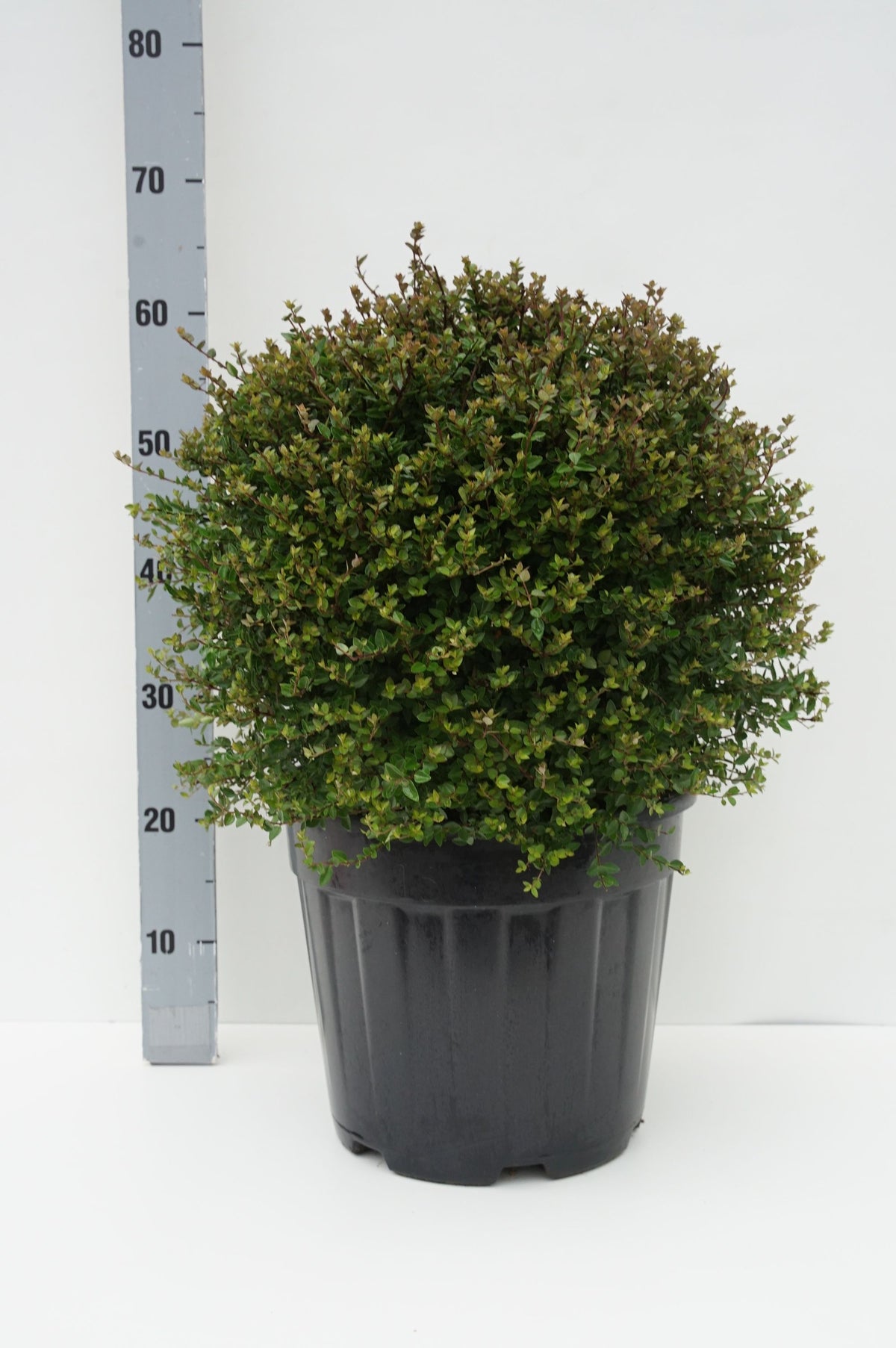 Lonicera Garden Clouds® Copper Glow 20-25 cm klot C3 (3 liters kruka)