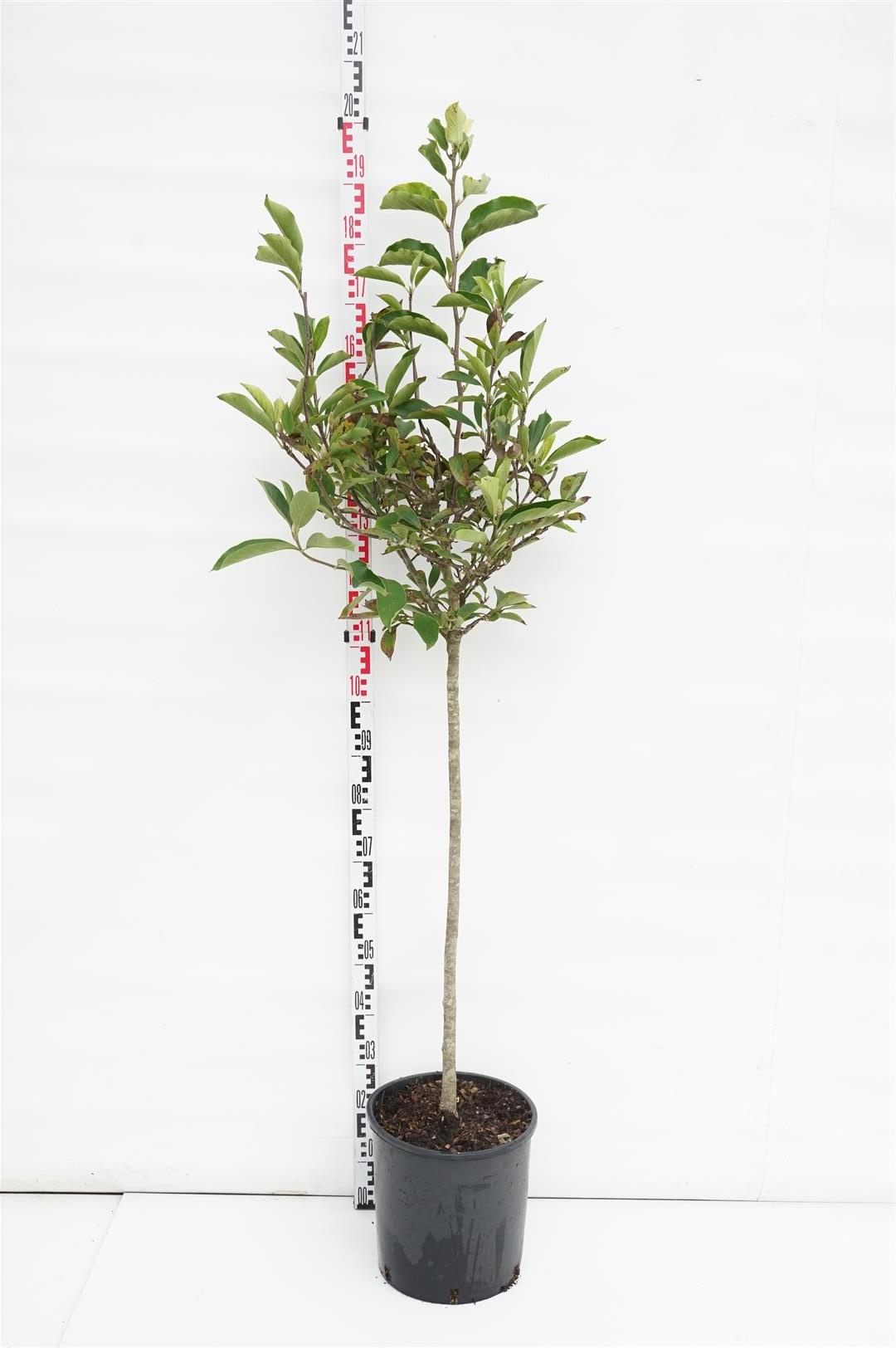 Magnolia soulangeana - 80 CM STEM C18