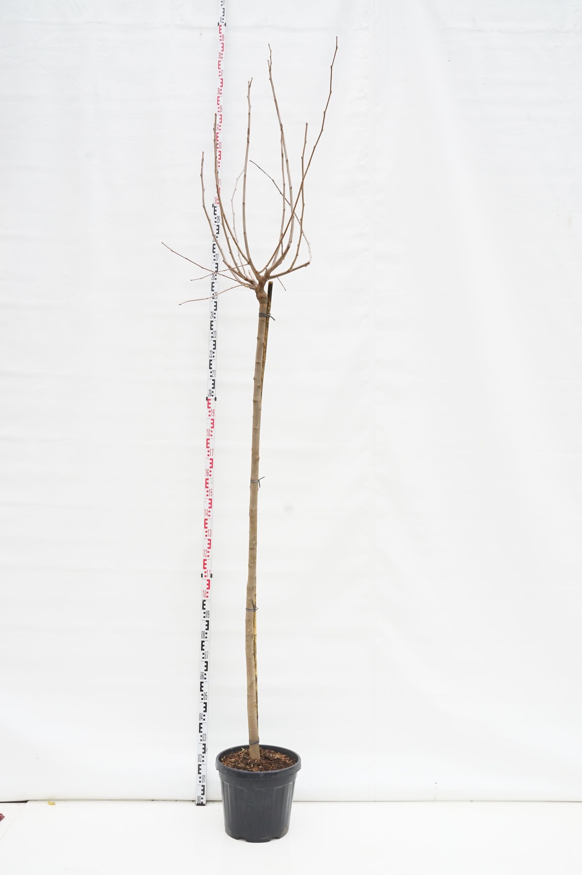 Mullbär platanifolia (fruitless) - 200 ST 10-12 CM C30