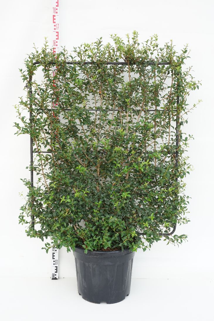 Doftoliv burkwoodii (espalier) - C45 ESPAL. 120H100W
