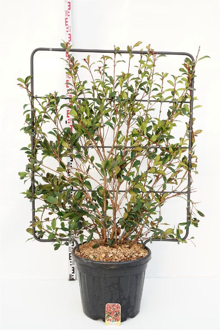 Glansmispel fraseri &