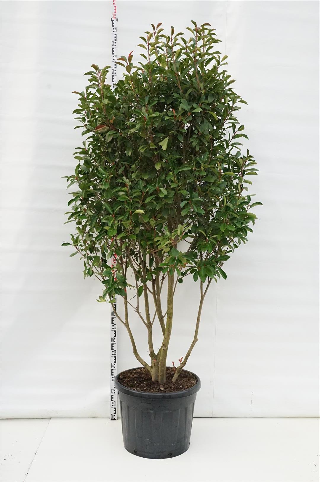 Glansmispel fraseri &