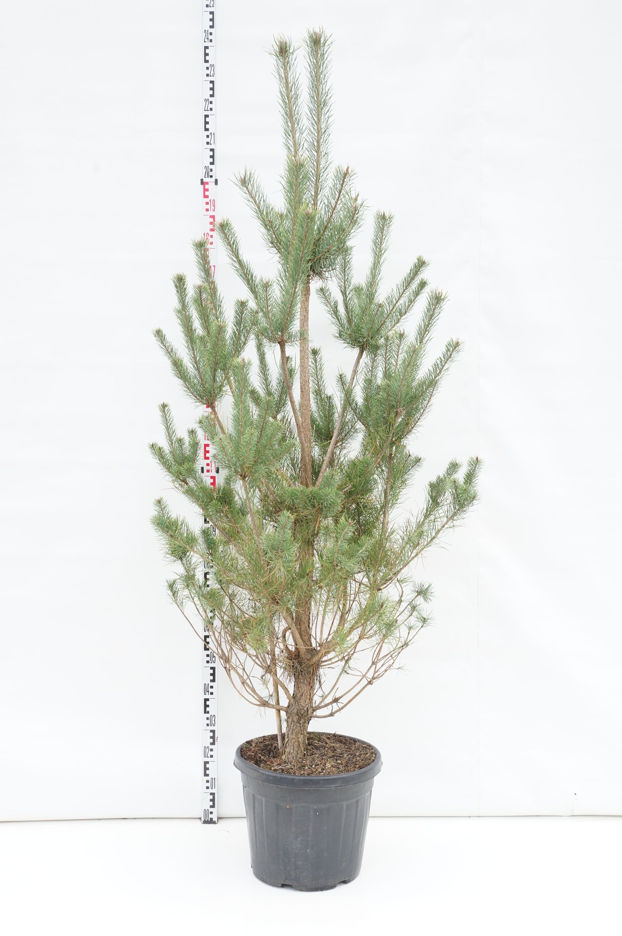 Tall sylvestris - C35 150-175 CM