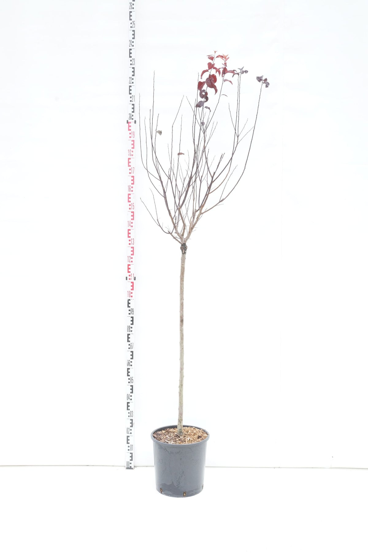 Prunus cer. &