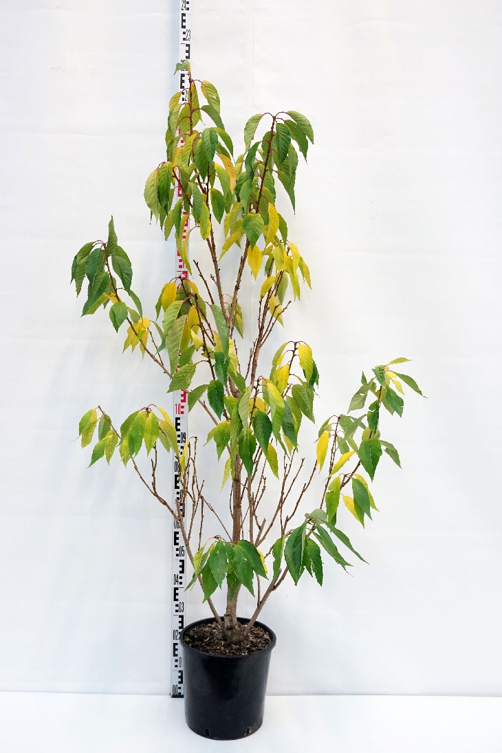 Prunus serr. &