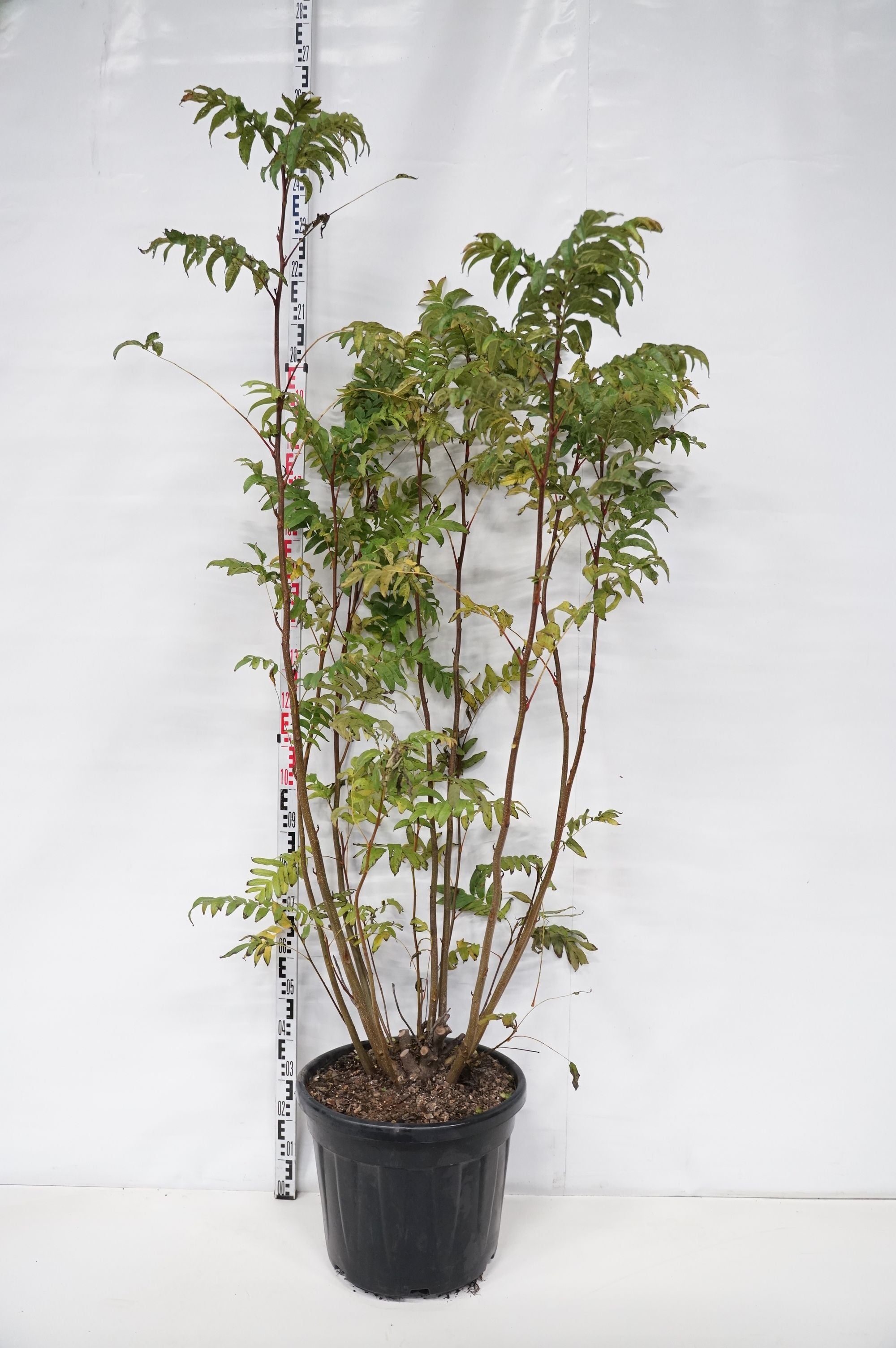 Pterocarya fraxinifolia 8-10 cm Högstam barrot