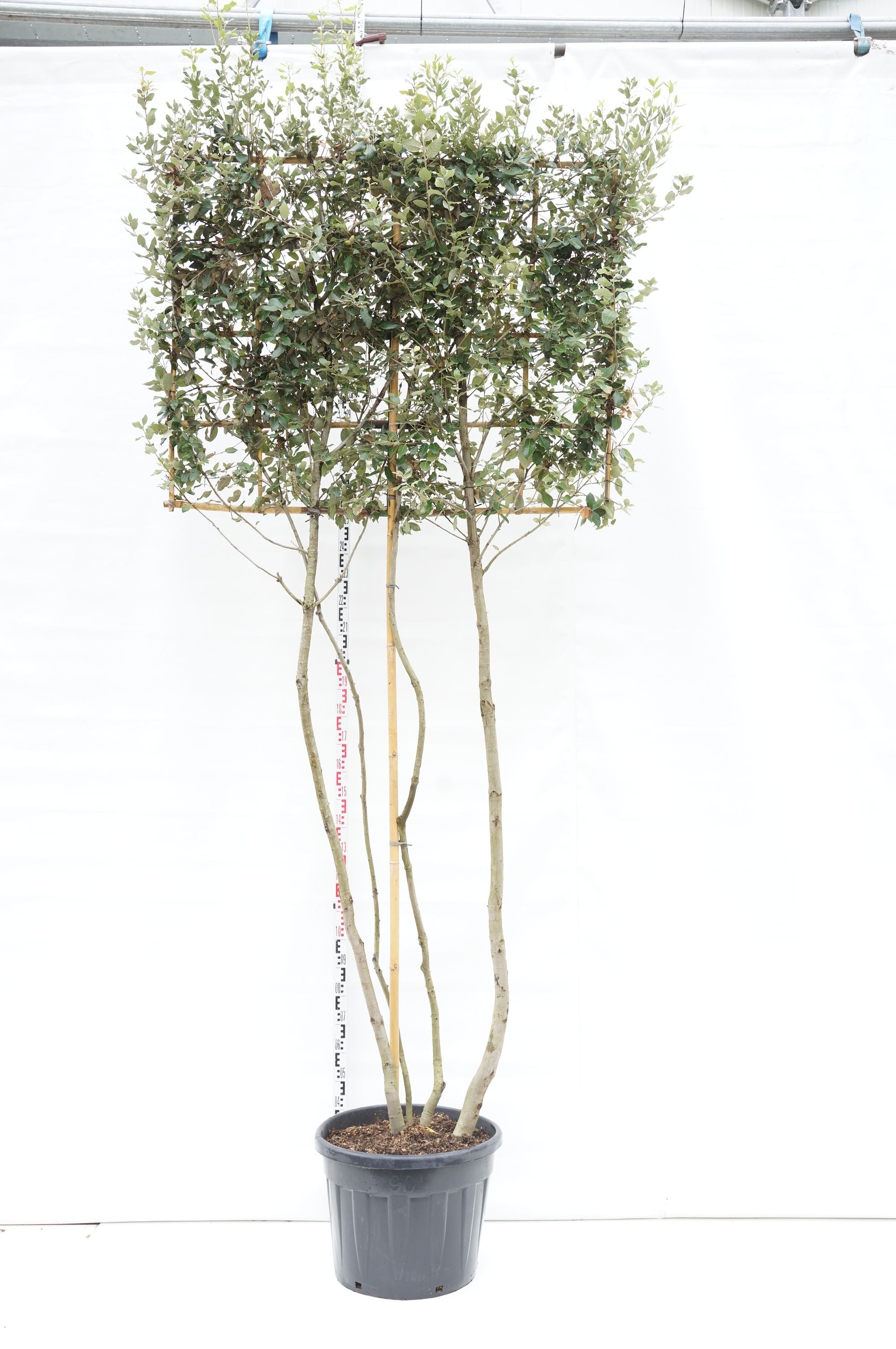 Ek ilex (espalier) - C90 MULTISTEM