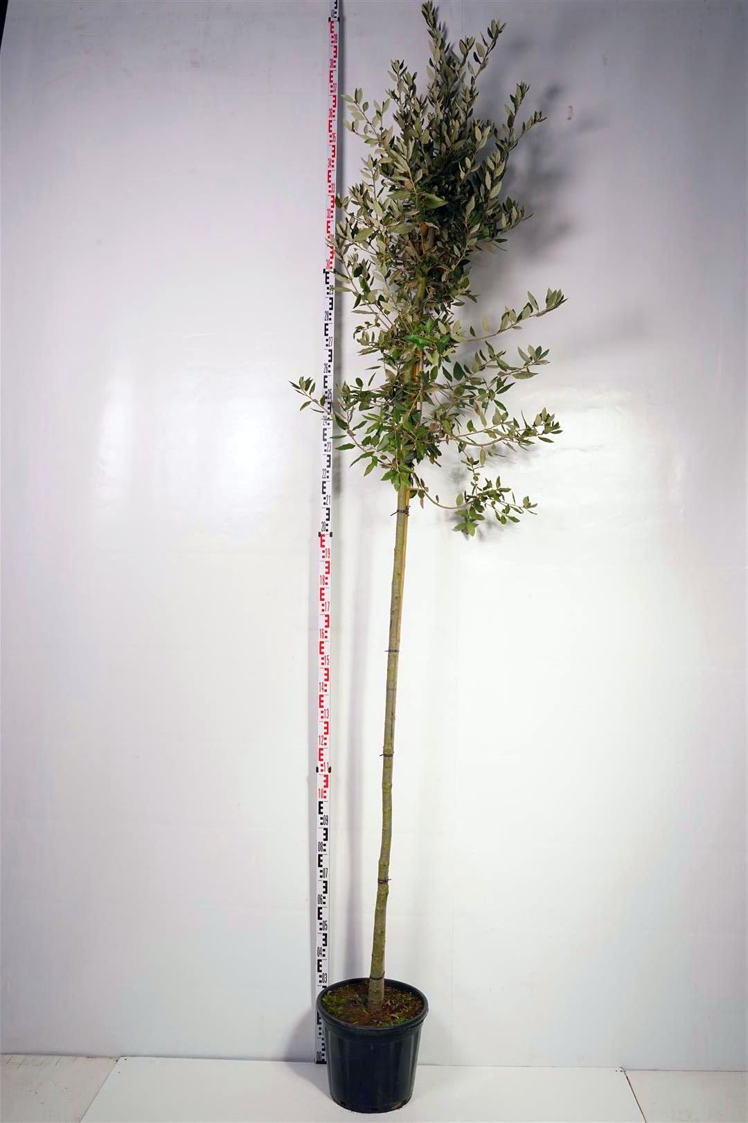 Quercus ilex 18-20 cm stamomkrets C130 (130 liters kruka)