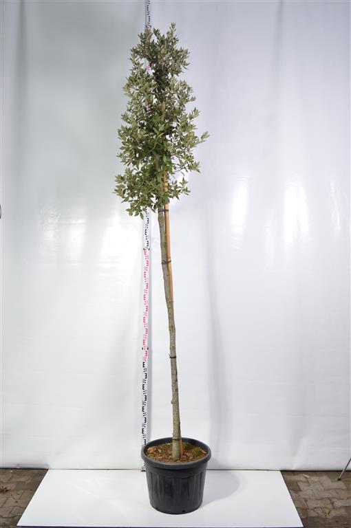 Ek ilex - 12-14 CM STAND C70