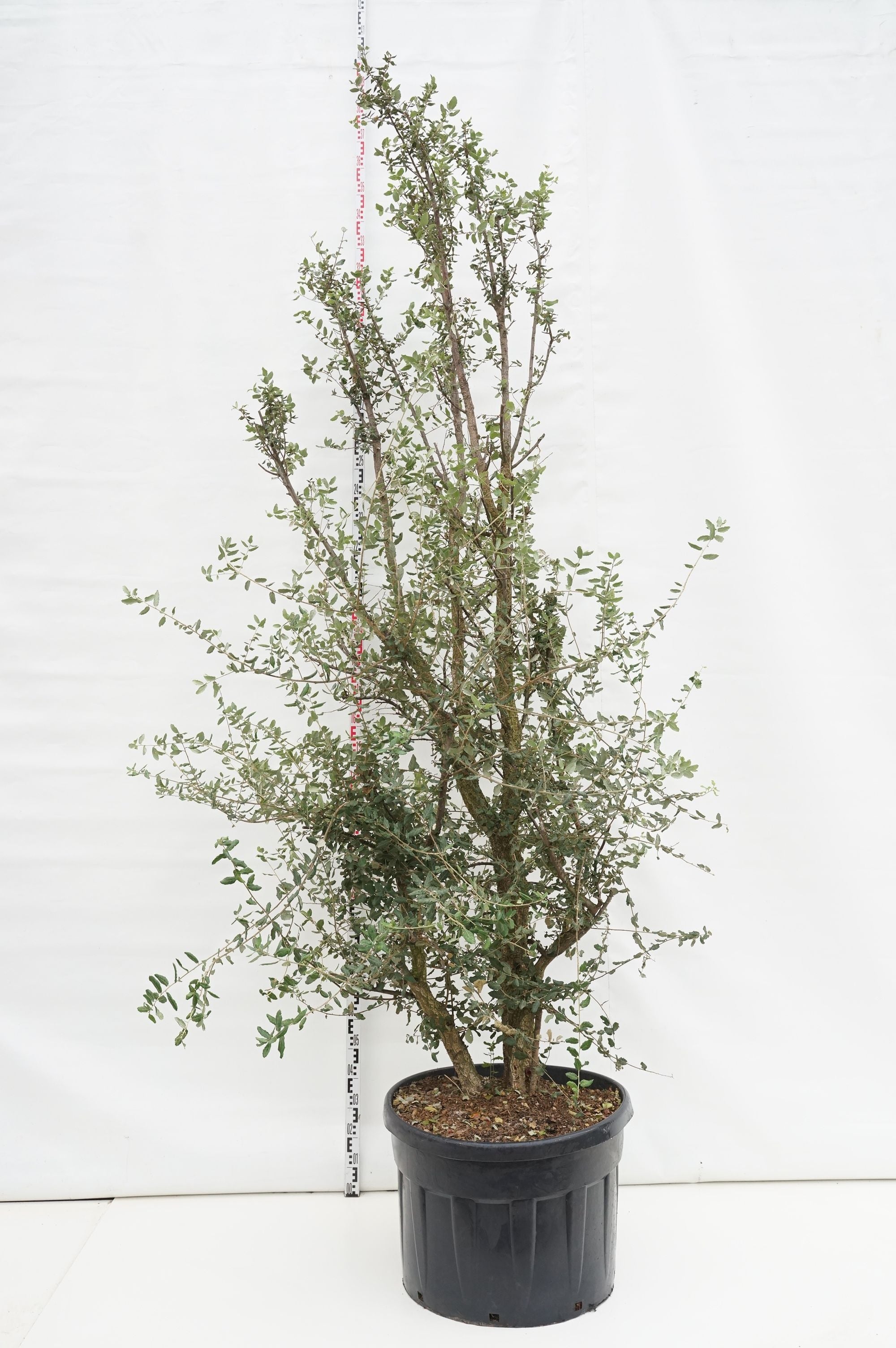 Ek suber - C150 300-350 CM