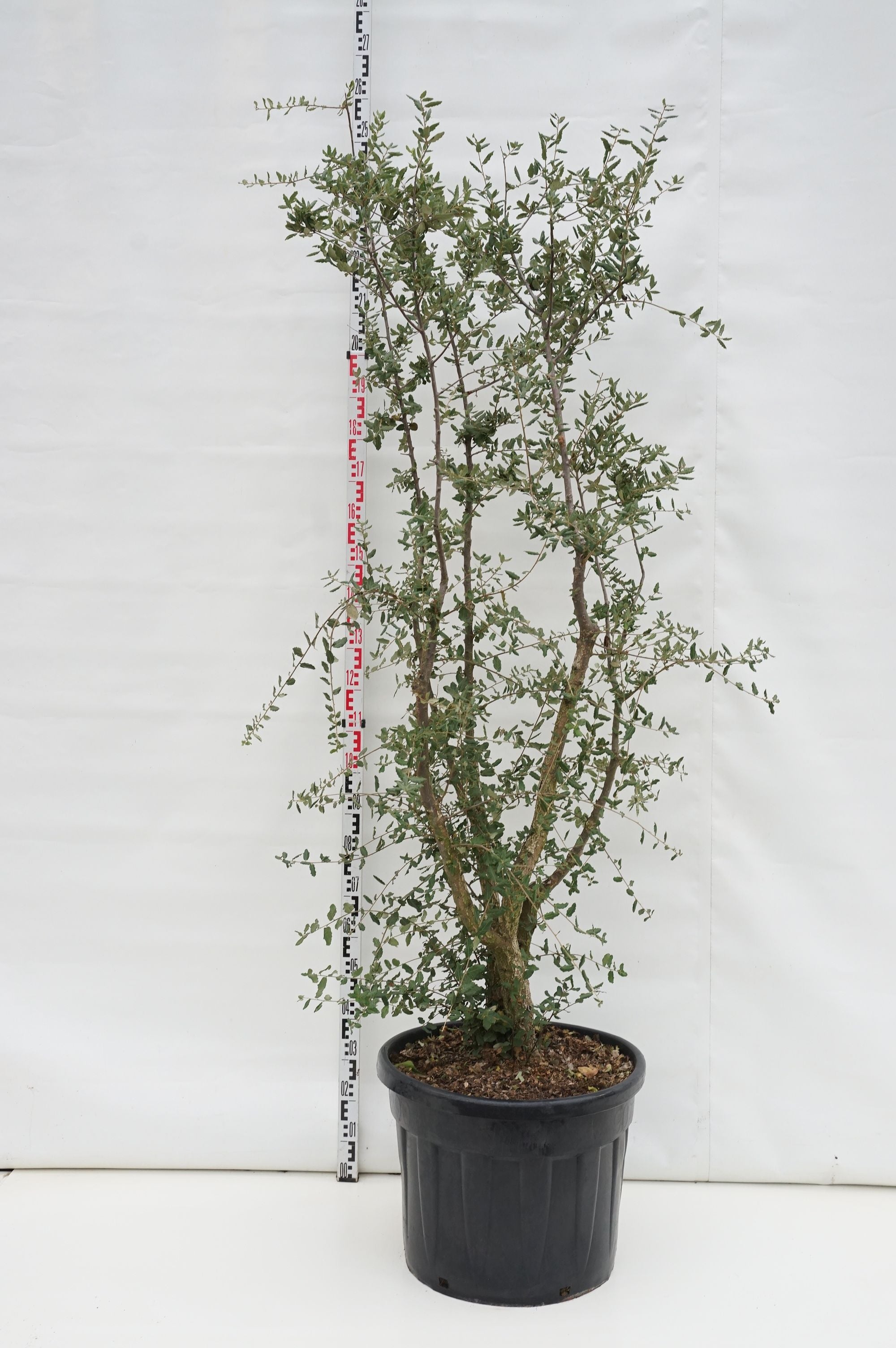 Quercus suber C70 (70 liters kruka) 175-200 cm