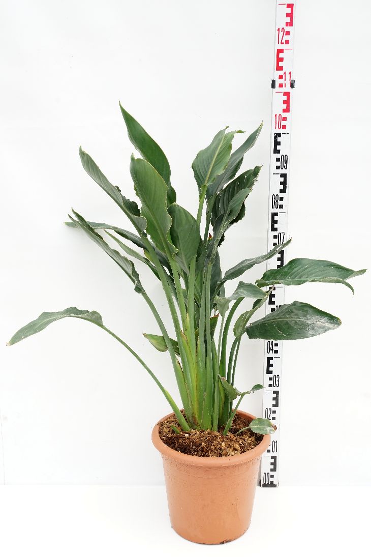 Paradisfågelblomma reginae - C12