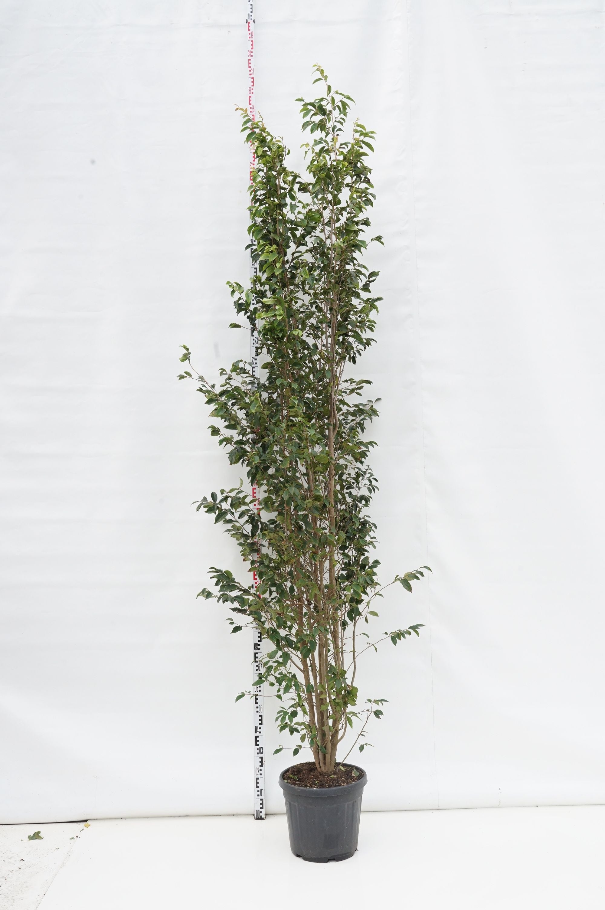 Sycoparrotia semidecidua 8-10 cm stamträd rotklump