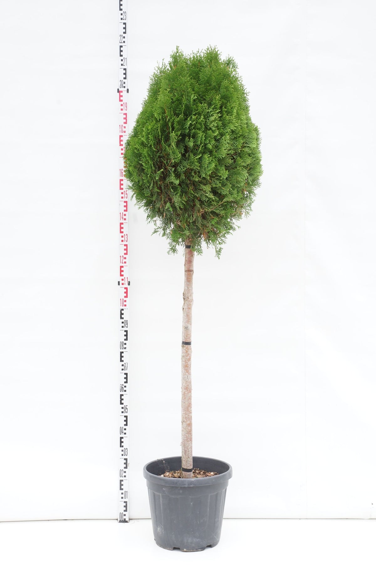 Thuja occidentalis &