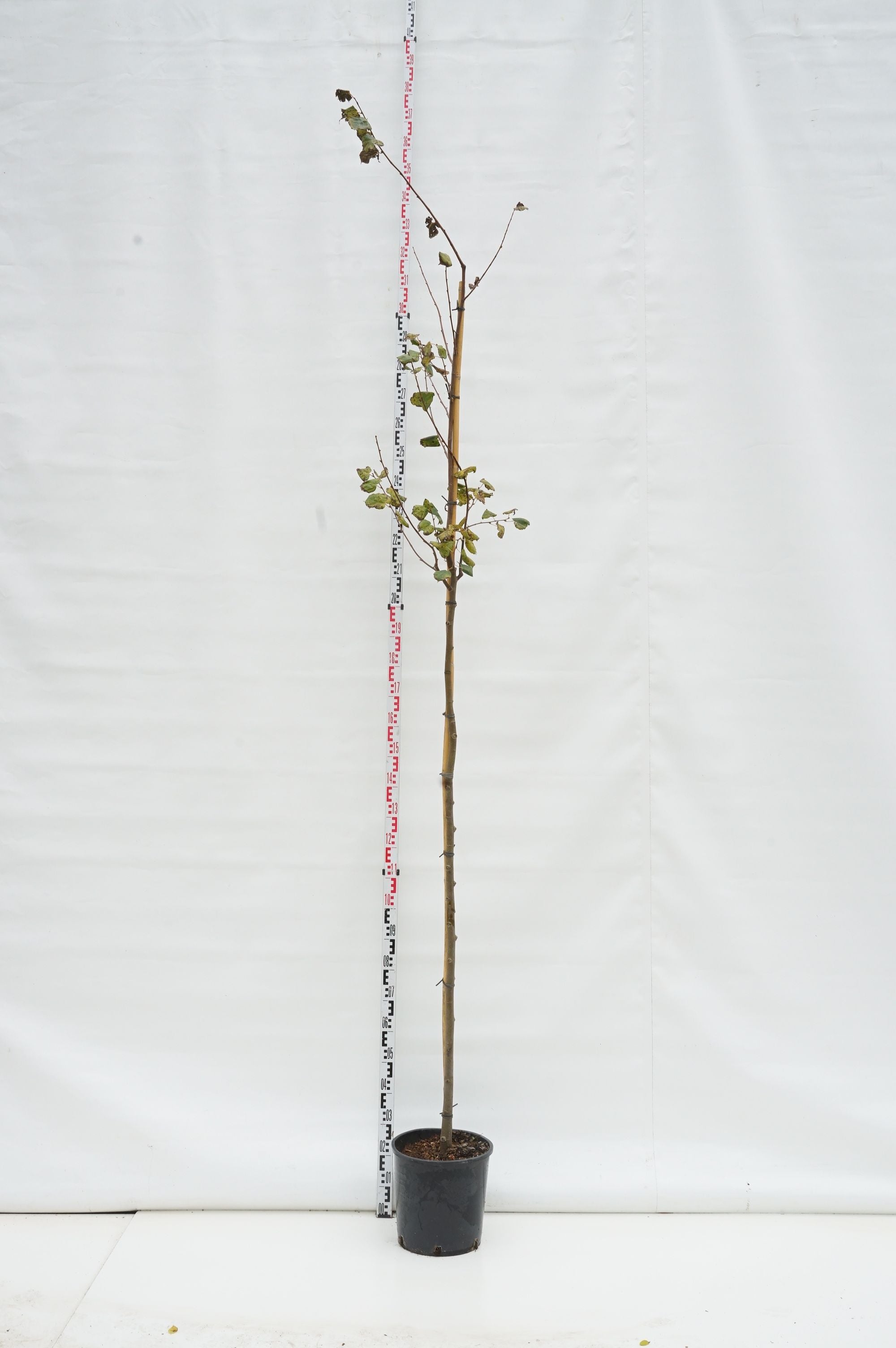 Lind cordata - 6-8 CM STANDARD C18