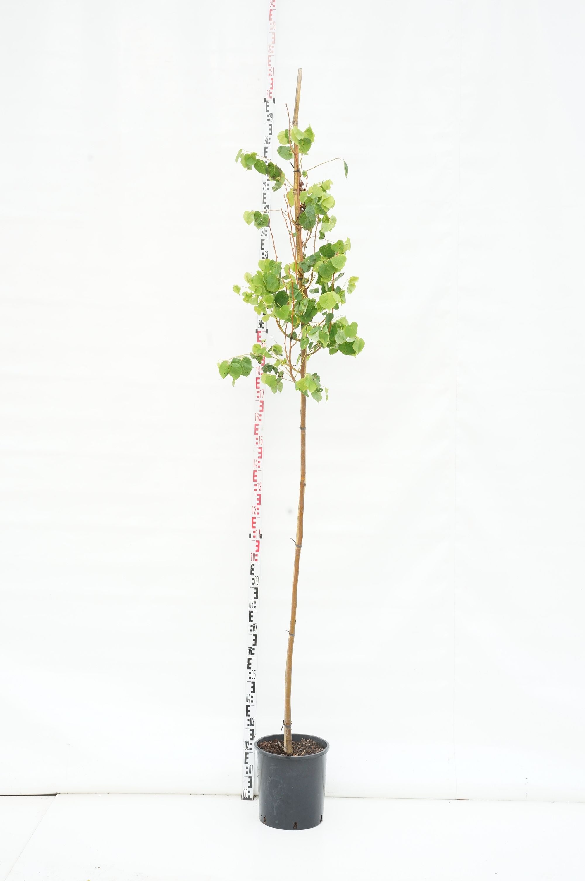 Lind cordata &