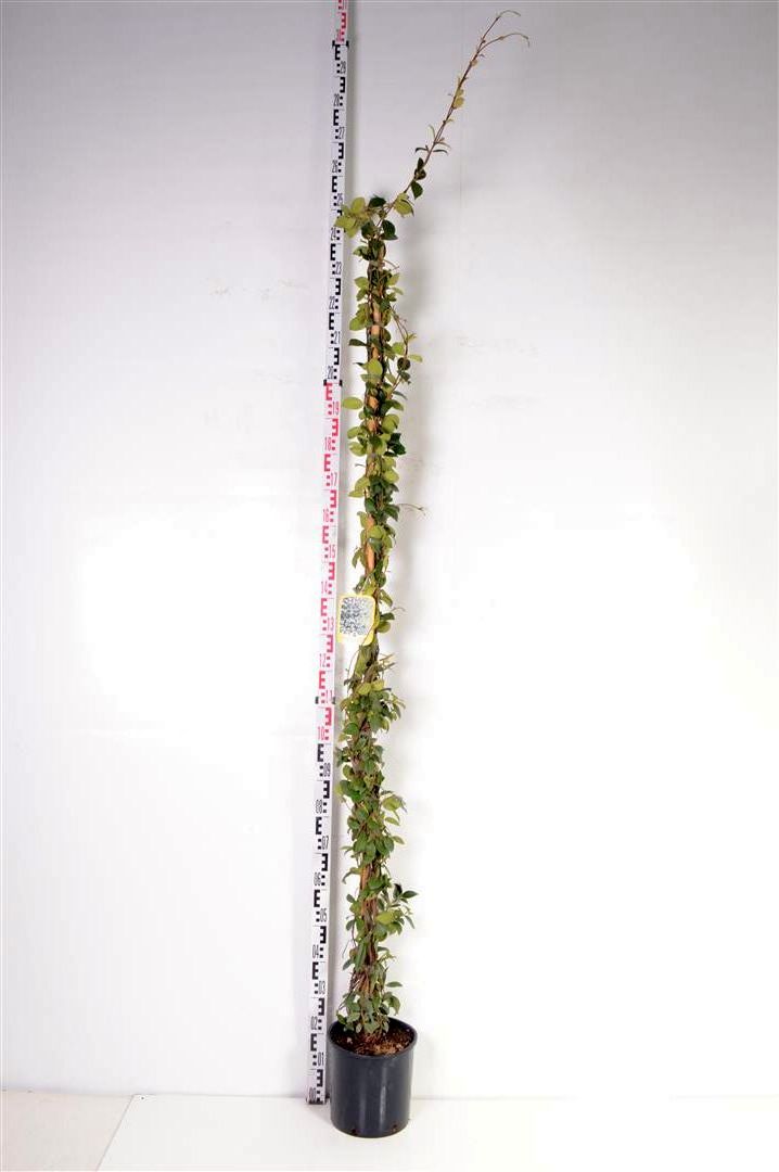 Trachelospermum jasminoides C10 (10 liters kruka) 175-200 cm