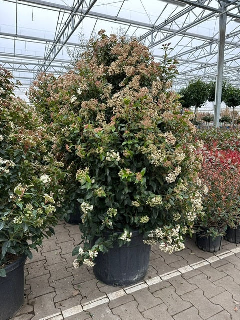 Viburnum tinus &