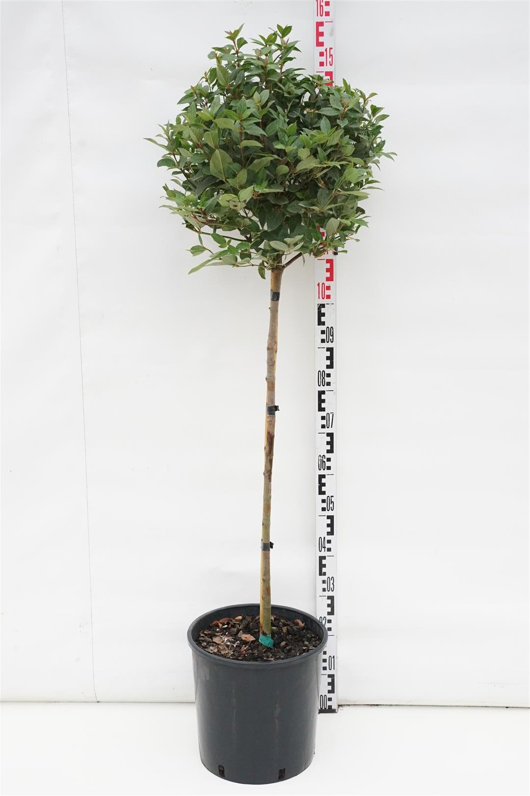 Viburnum tinus &