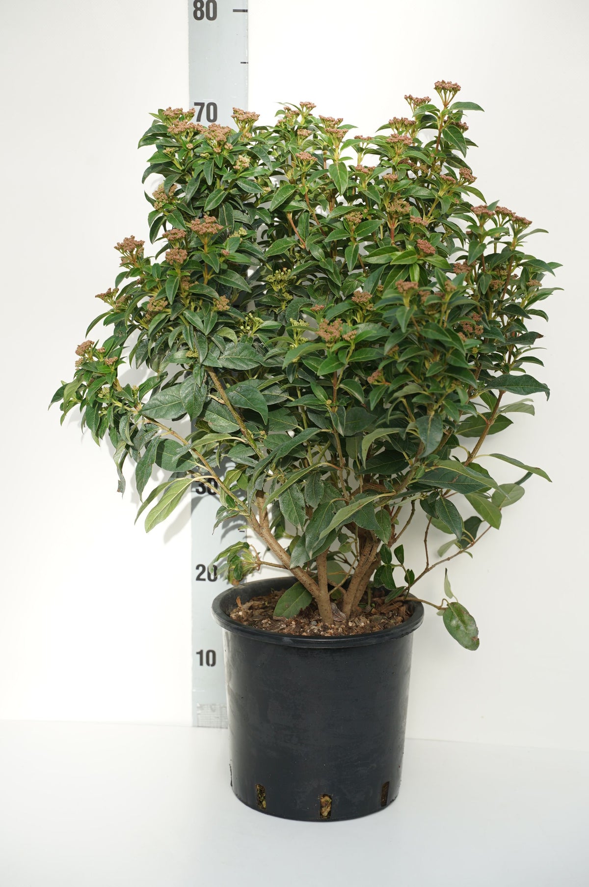 Viburnum tinus &