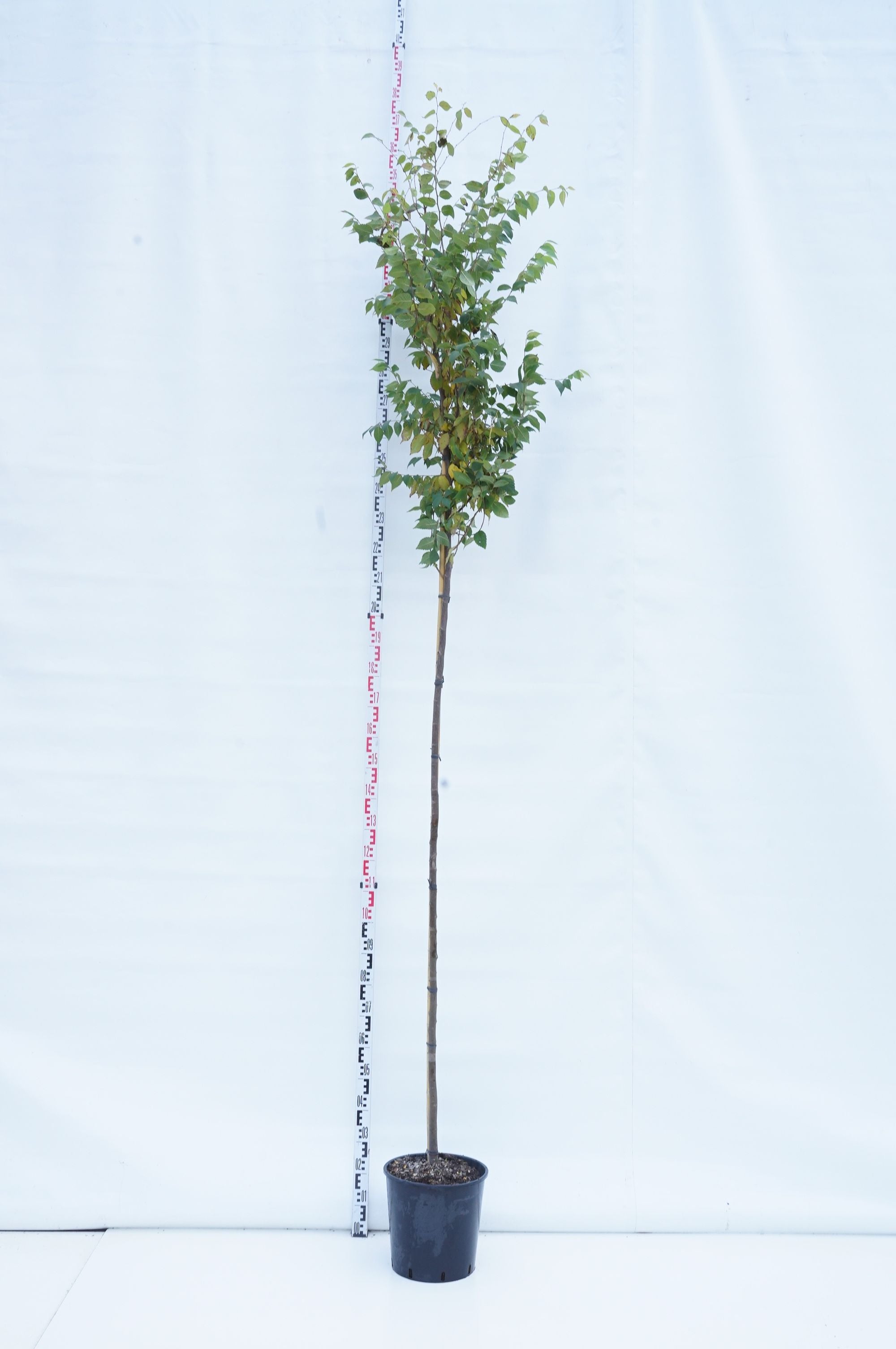 Zelkova serrata 150-175 cm rotklump