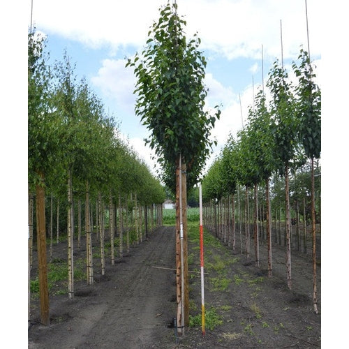 Kinesisk björk - Betula albosinensis 'Fascination' - Stammens omkrets 14-16 cm, höjd 3,5-4 meter, HS, COCO