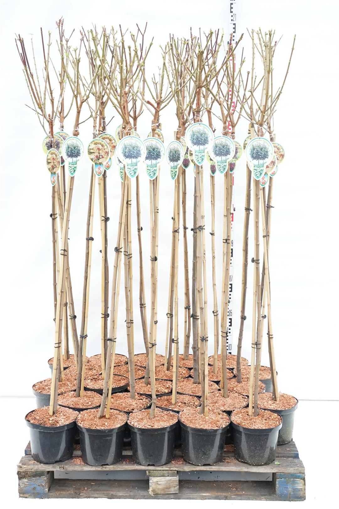 Lönn plat. mix - 120 CM STEM C5/P23 2JR