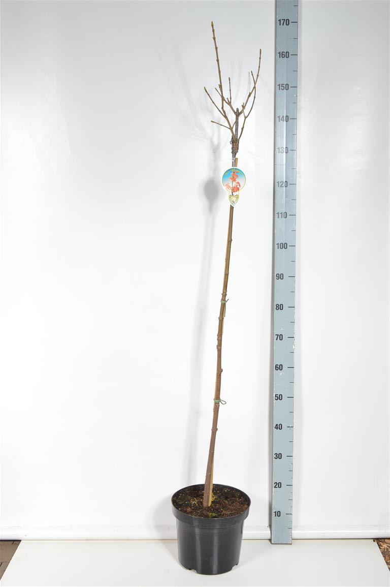 Acer pseud. &