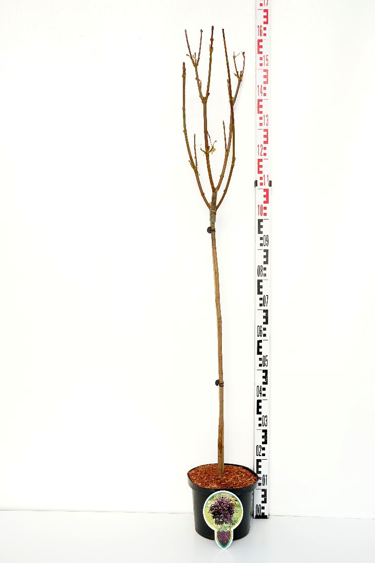 TW-2774321
