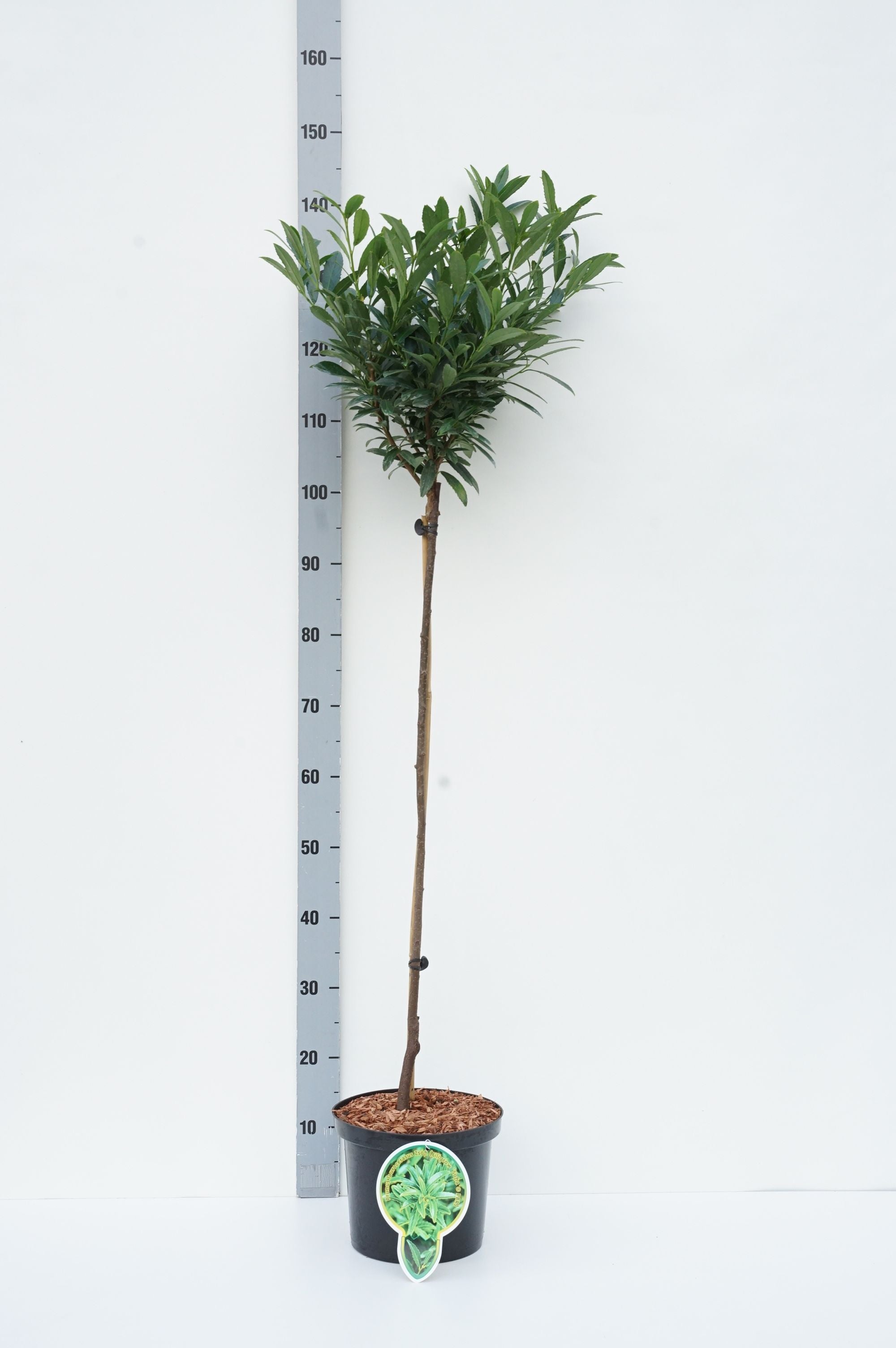 Körsbär laur. ‘Filigrow Sofia’® - 80 CM STEM C5/P23 2YR