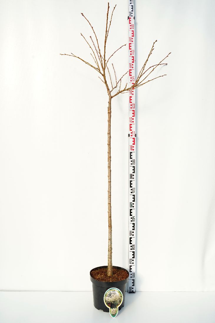 Prunus serr. &