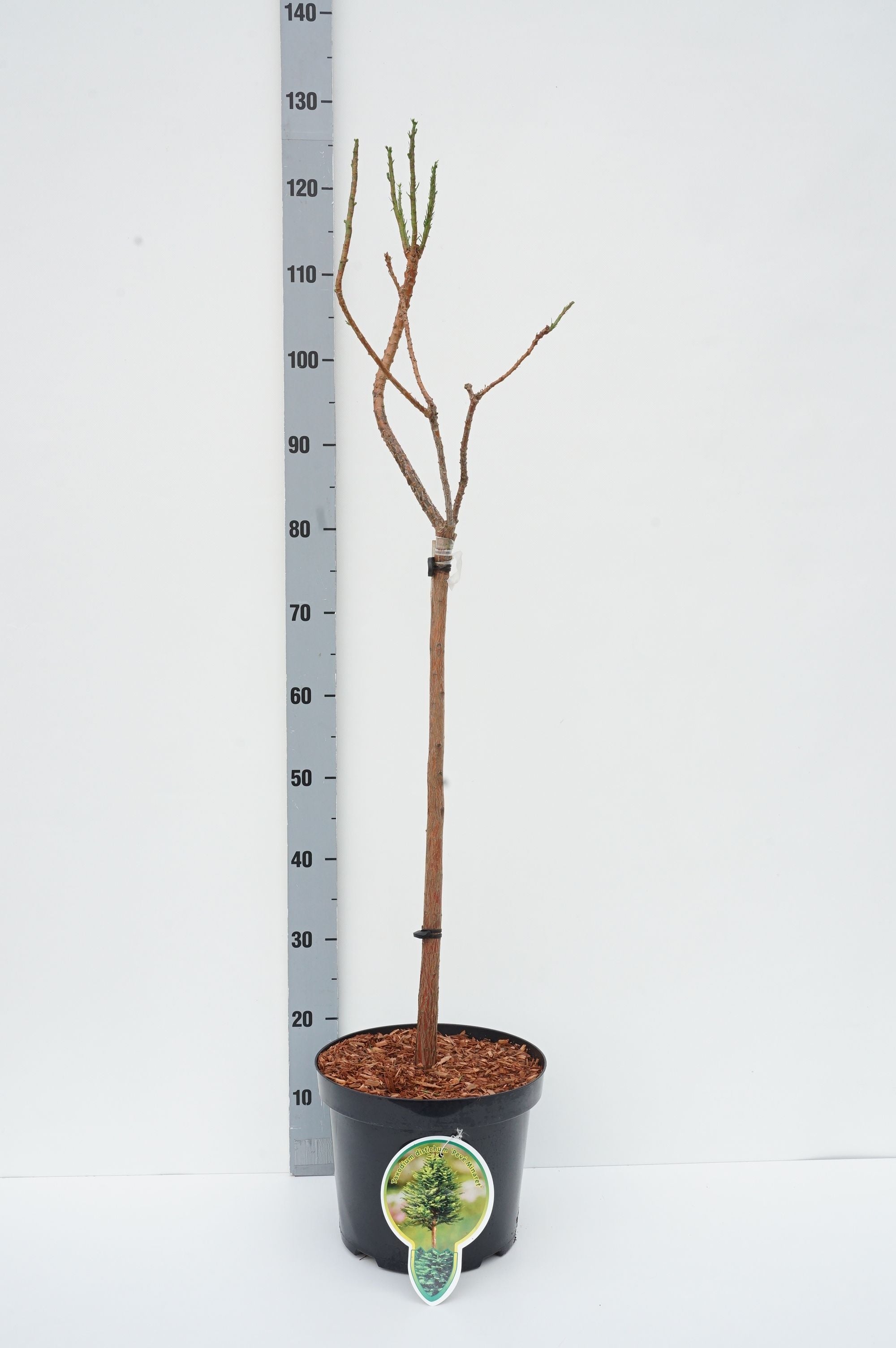 Sumpcypress distichum &