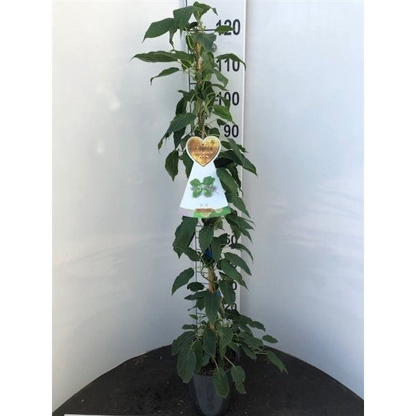 Actinidia i sorter C4 (4 liters kruka) / 21 cm kruka, 120 cm på käpp