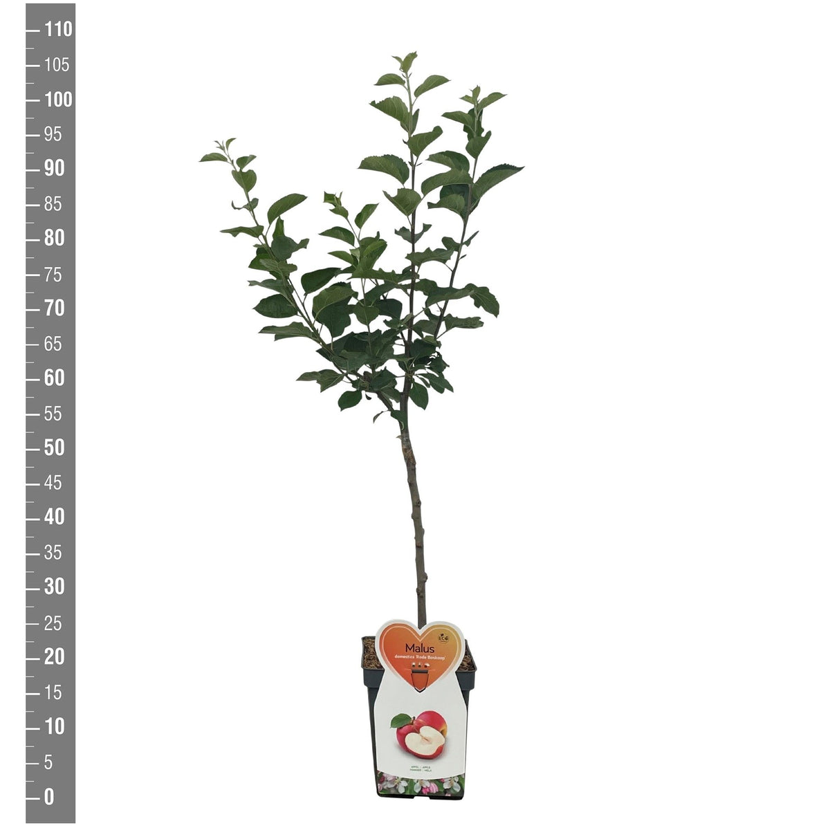 TW-2759915