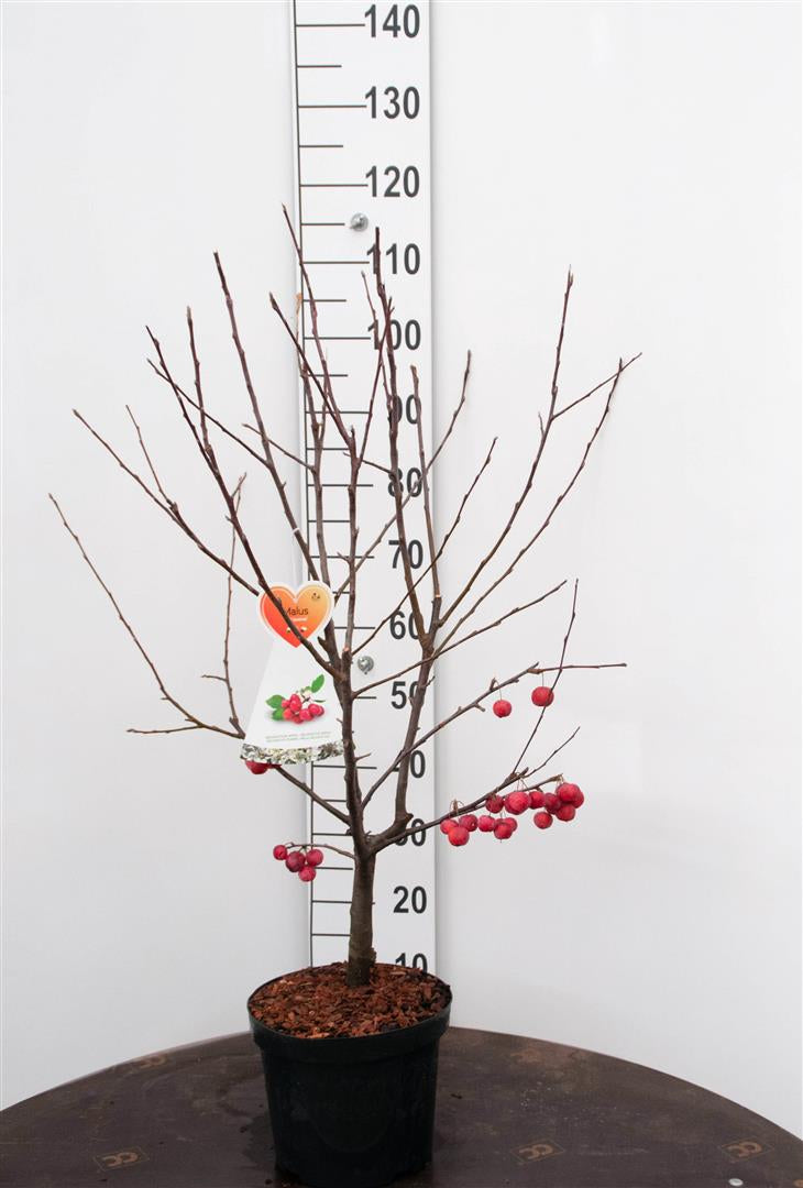 TW-2760159