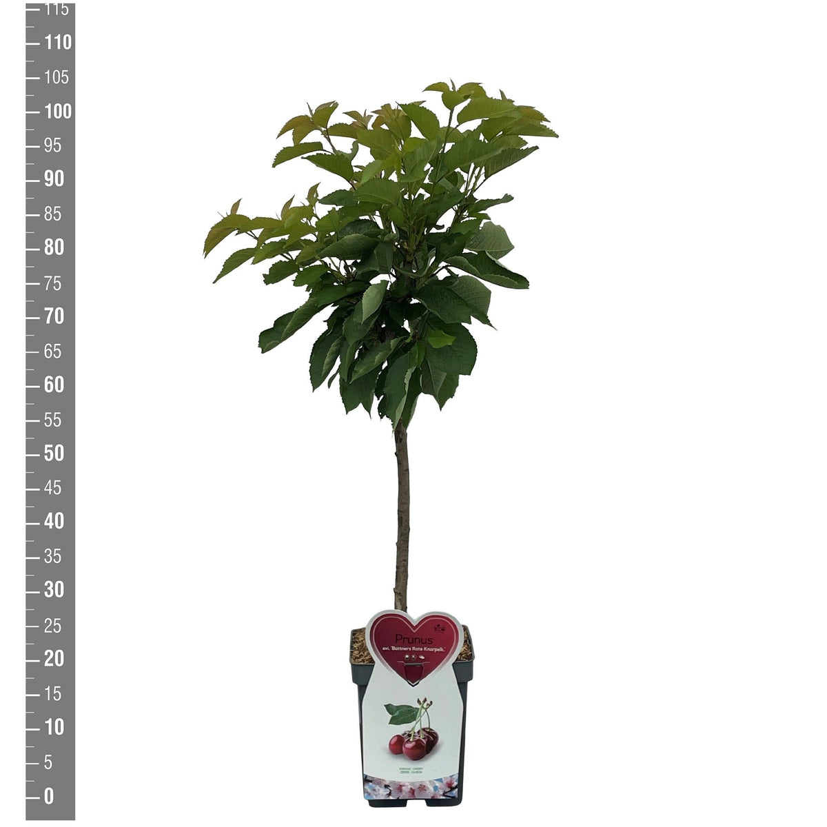 Prunus a. &