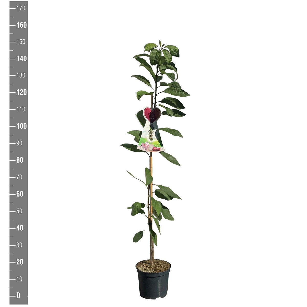 TW-2760147