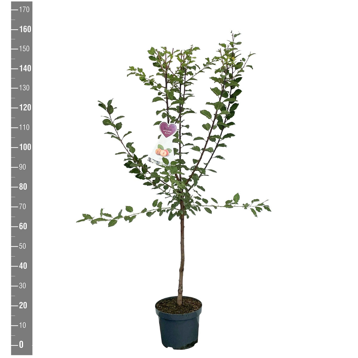 Prunus d. &